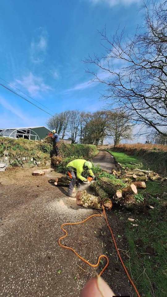Professional Garden Maintenance